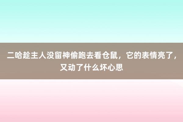 二哈趁主人没留神偷跑去看仓鼠，它的表情亮了，又动了什么坏心思