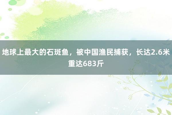 地球上最大的石斑鱼，被中国渔民捕获，长达2.6米重达683斤