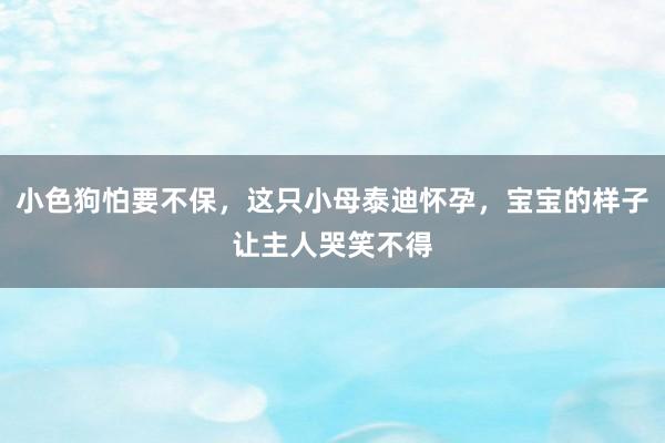 小色狗怕要不保，这只小母泰迪怀孕，宝宝的样子让主人哭笑不得