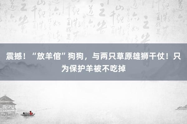 震撼！“放羊倌”狗狗，与两只草原雄狮干仗！只为保护羊被不吃掉